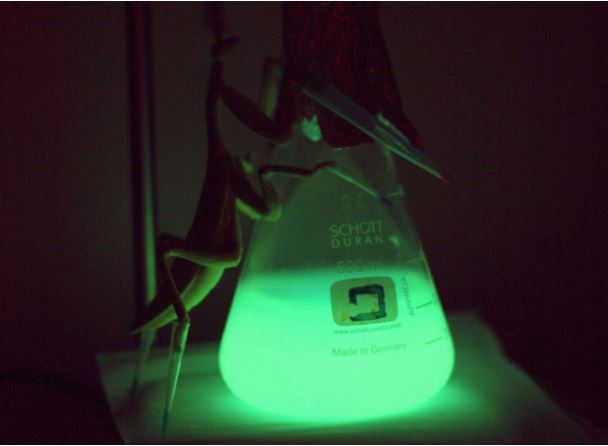 Las farolas del futuro se basarán en bacterias y algas